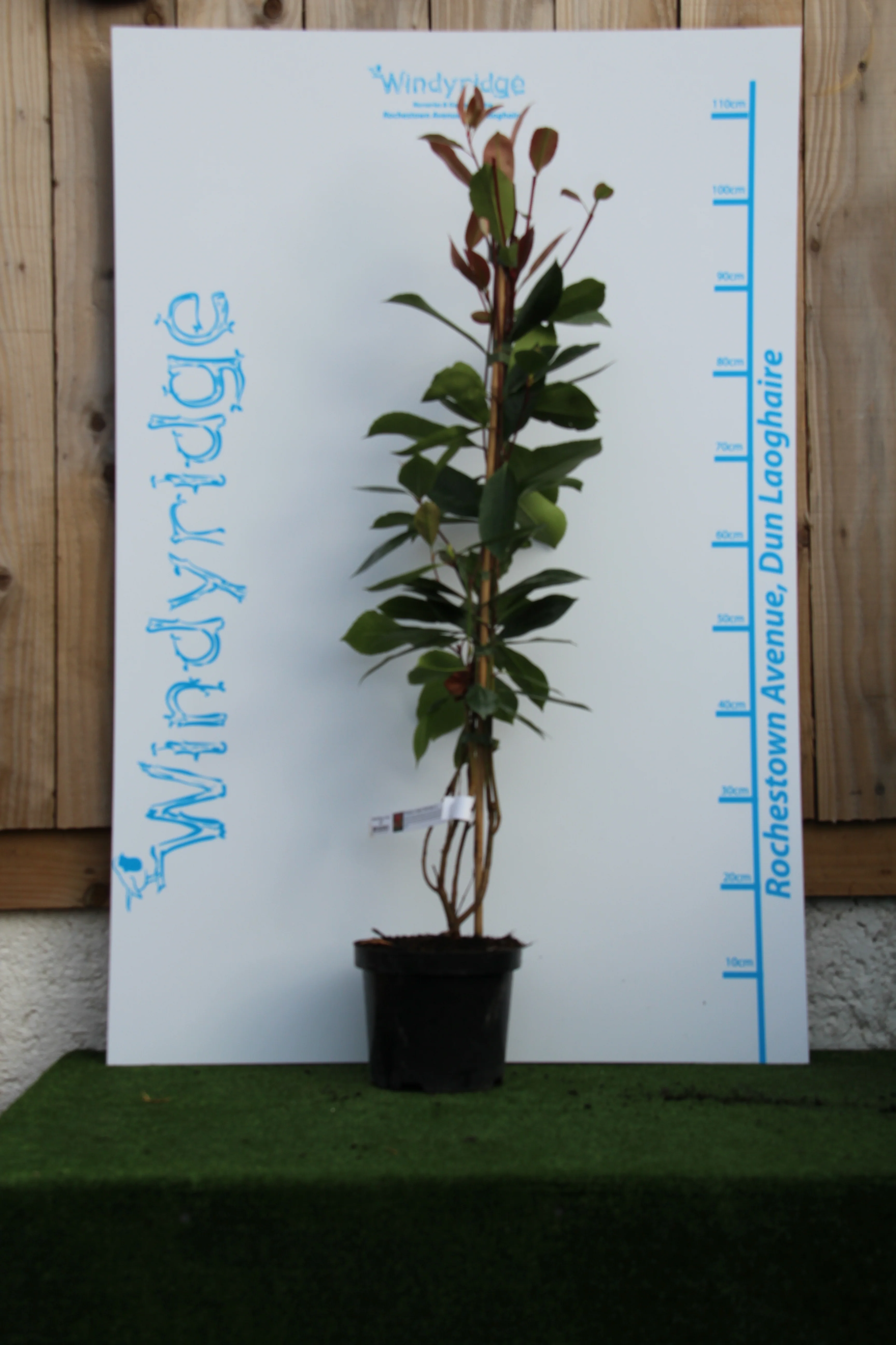 Photinia