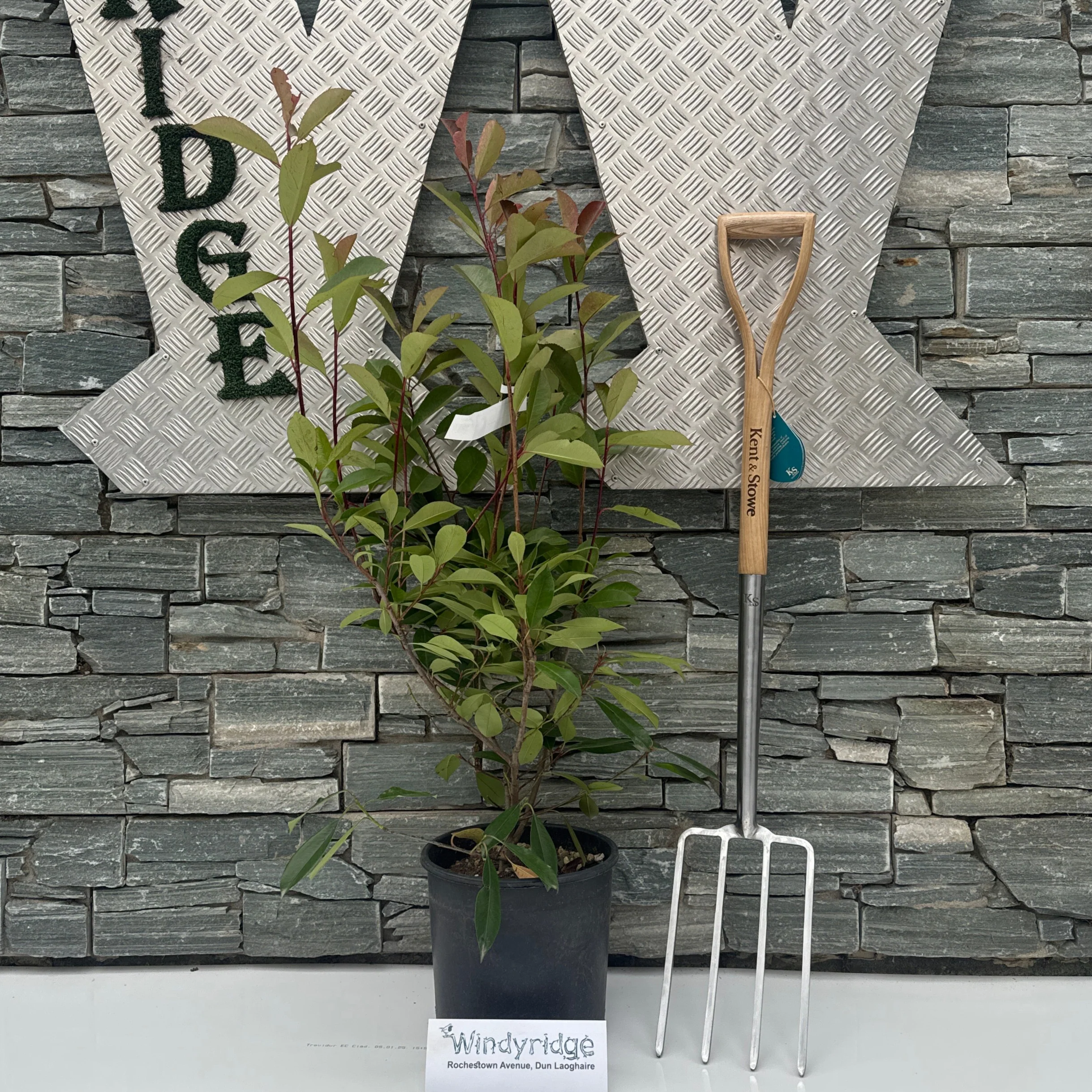 Photinia (Red Robin)